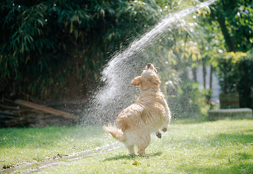 “Tips” to keep your dogs healthy in the hot season